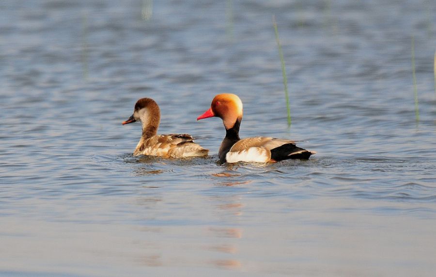 Red-crested Pochard