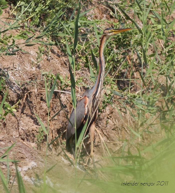 Purple Heron