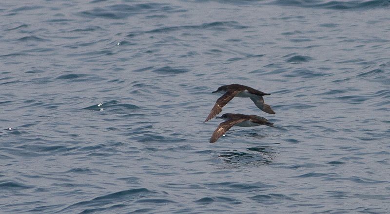 Yelkouan Shearwater