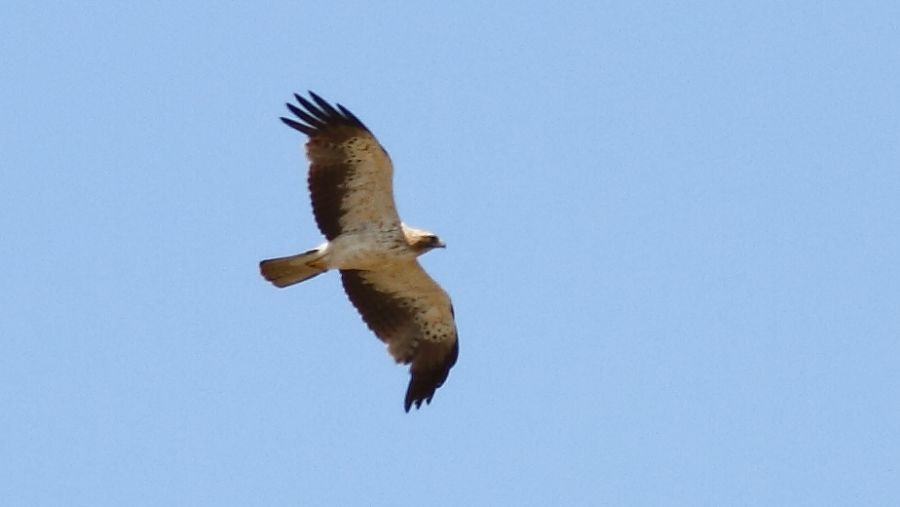 Booted Eagle