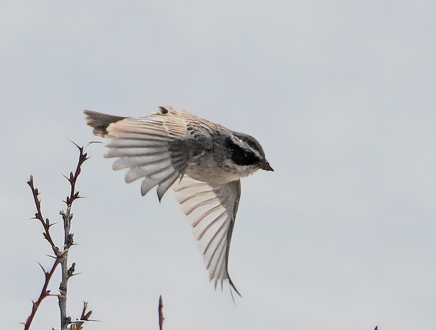 Radde`s Accentor