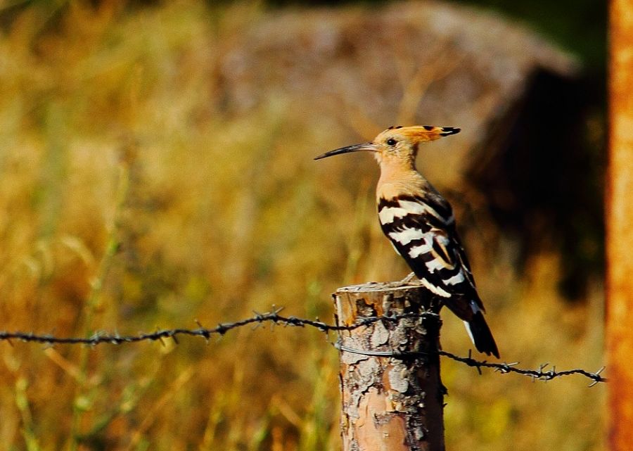 Common Hoopoe