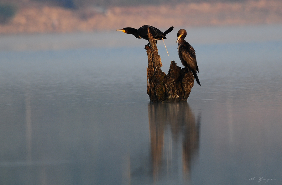 Great Cormorant