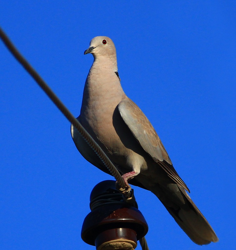 Eurasian Collared Dove
