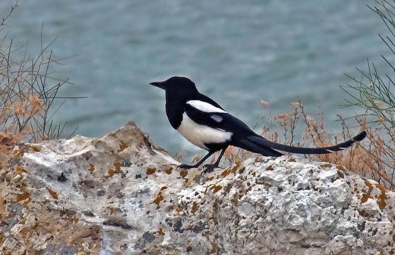 Eurasian Magpie