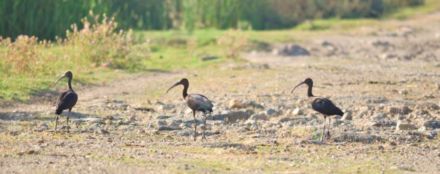 Glossy Ibis