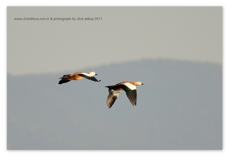 Ruddy Shelduck