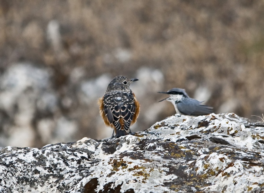 Common Rock Thrush