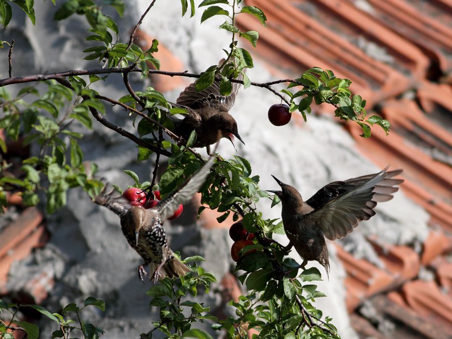 Common Starling