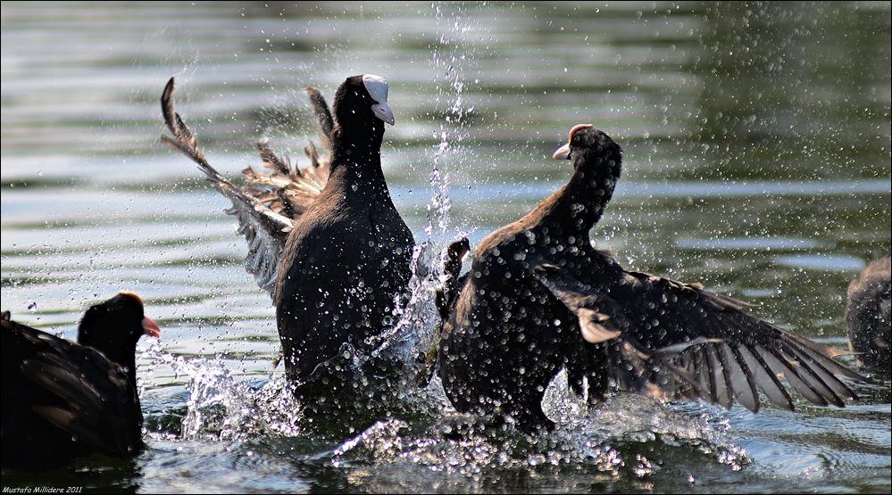Eurasian Coot