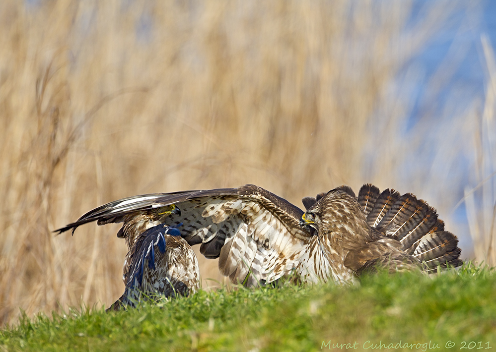 Common Buzzard