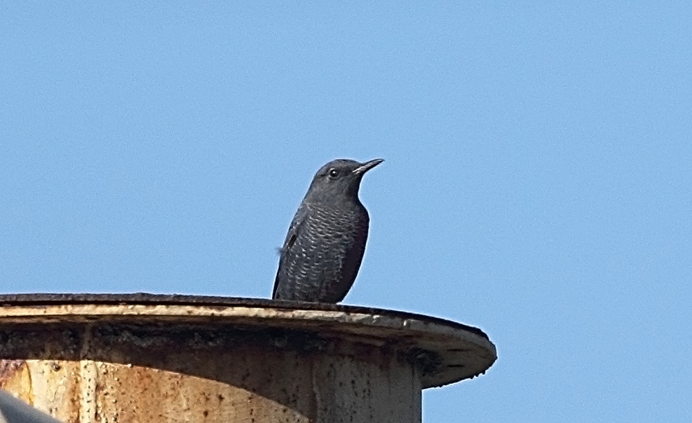Gökardıç