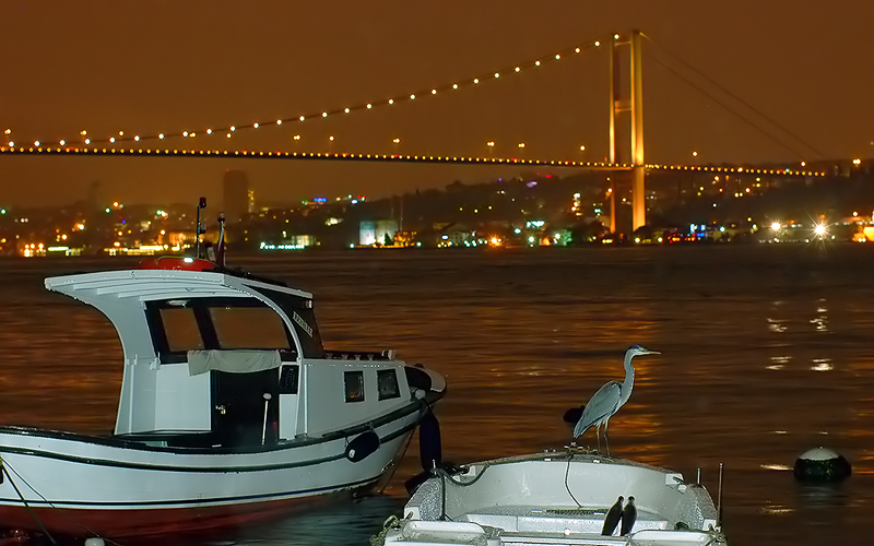Gri Balıkçıl