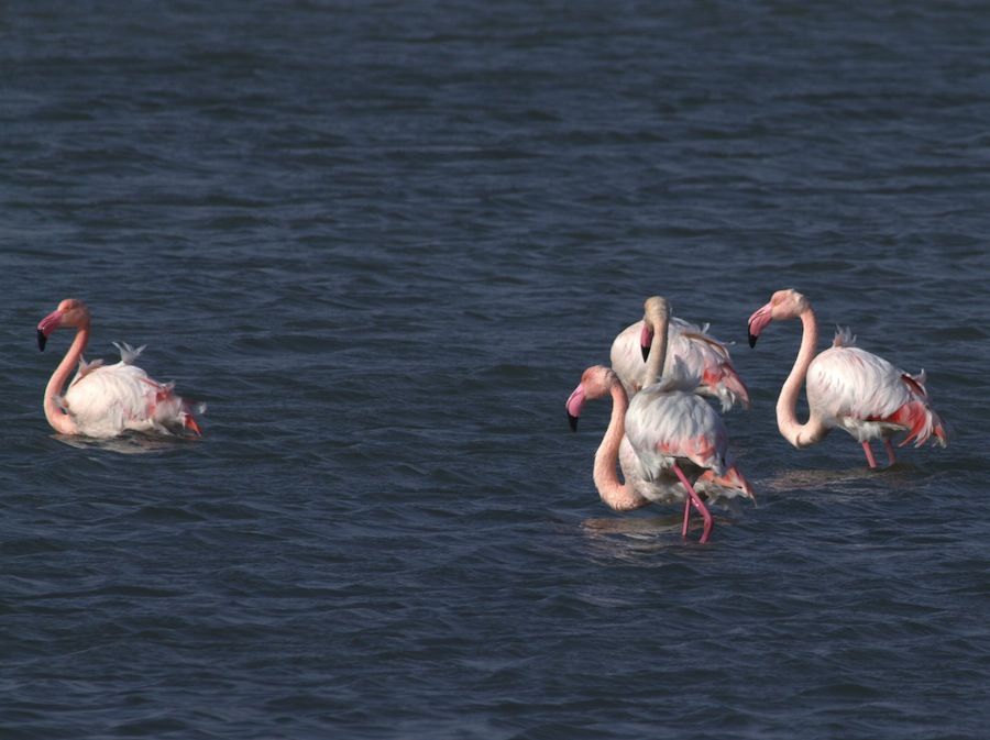 Flamingo