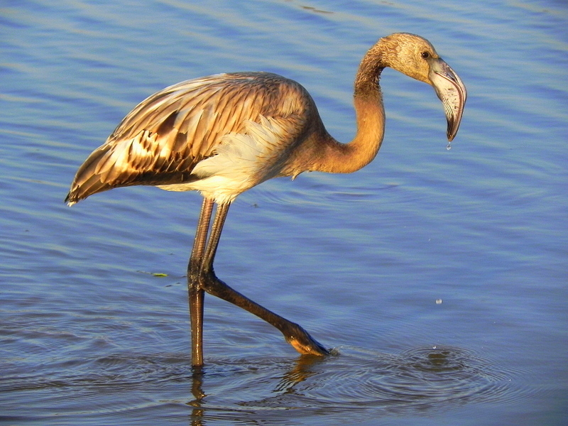 Flamingo