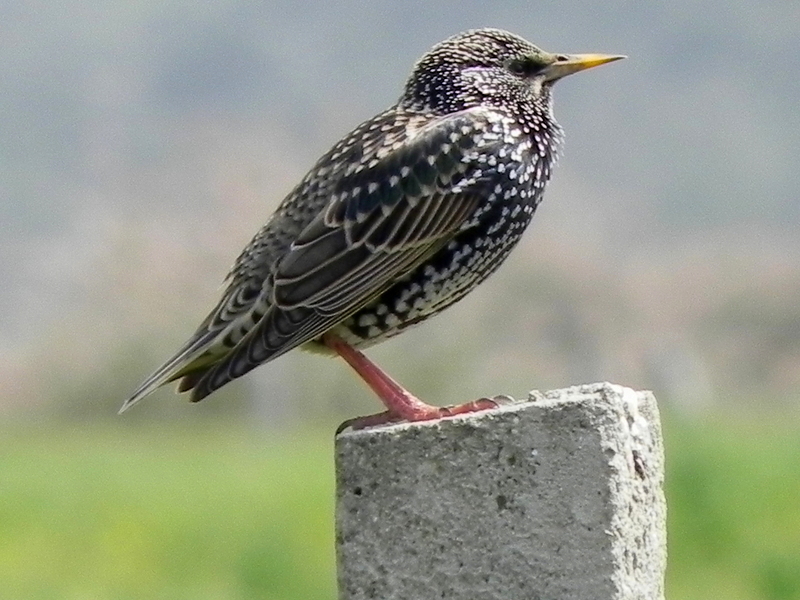Sığırcık