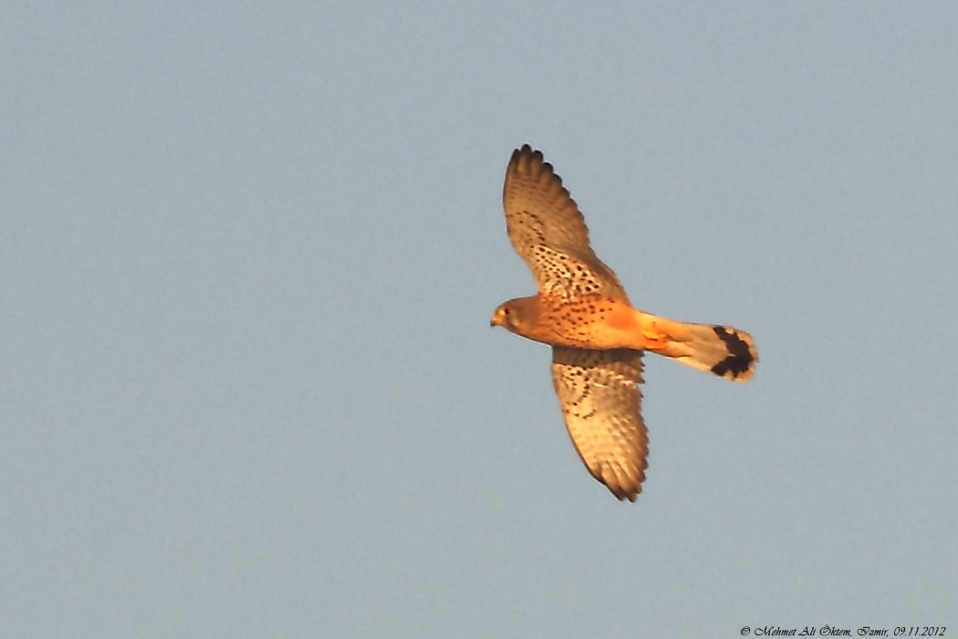 Common Kestrel