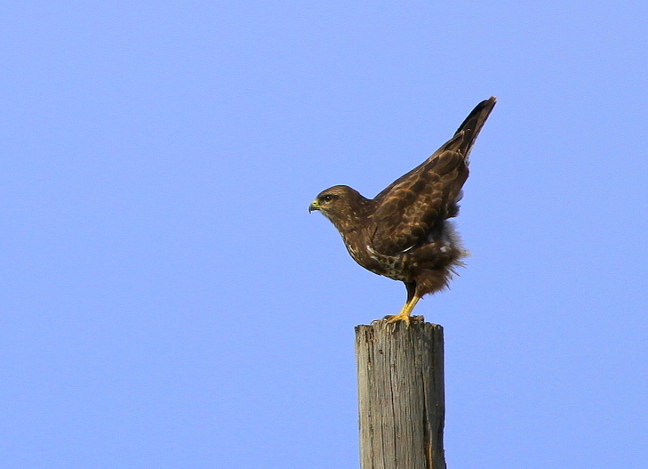Common Buzzard