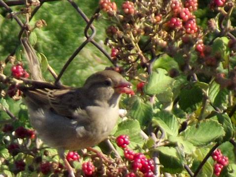 House Sparrow