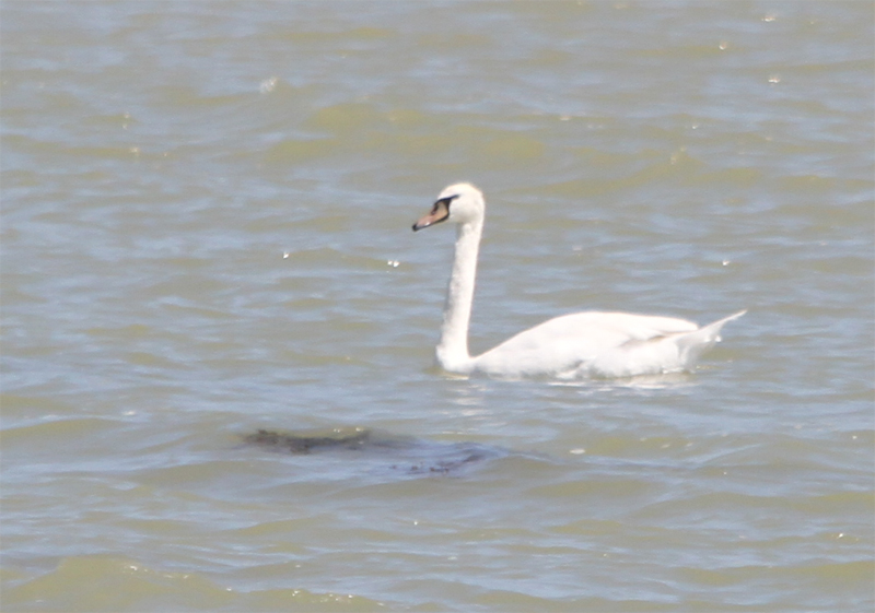 Mute Swan