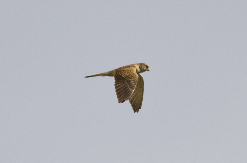Common Kestrel