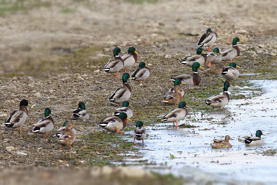 Mallard