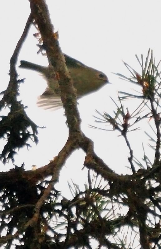 Goldcrest