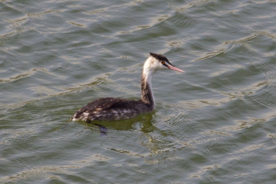Great Crested Grebe