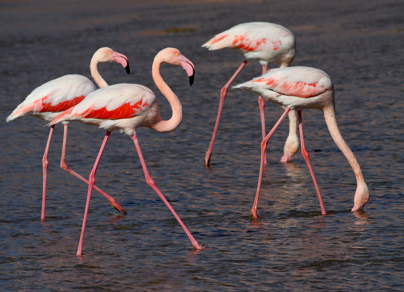 Flamingo