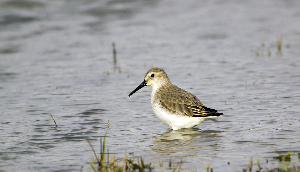 Dunlin