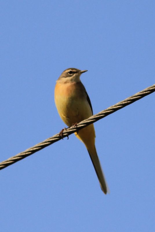 Grey Wagtail