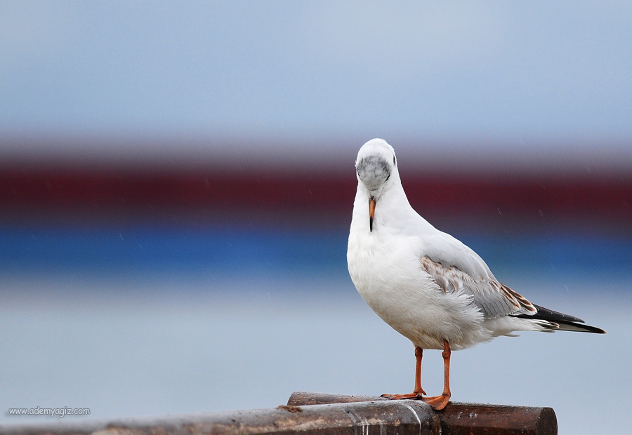 Black-headed Gull