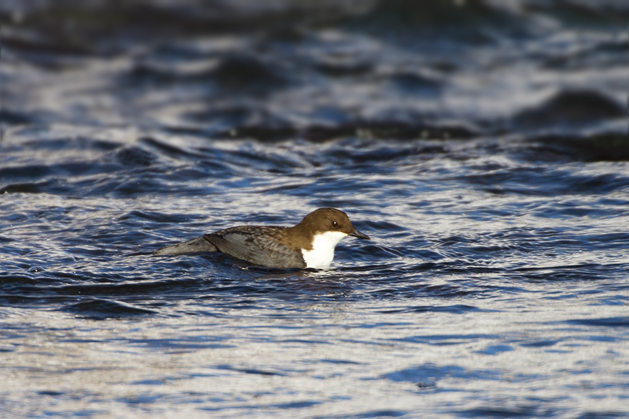 White-throated Dipper
