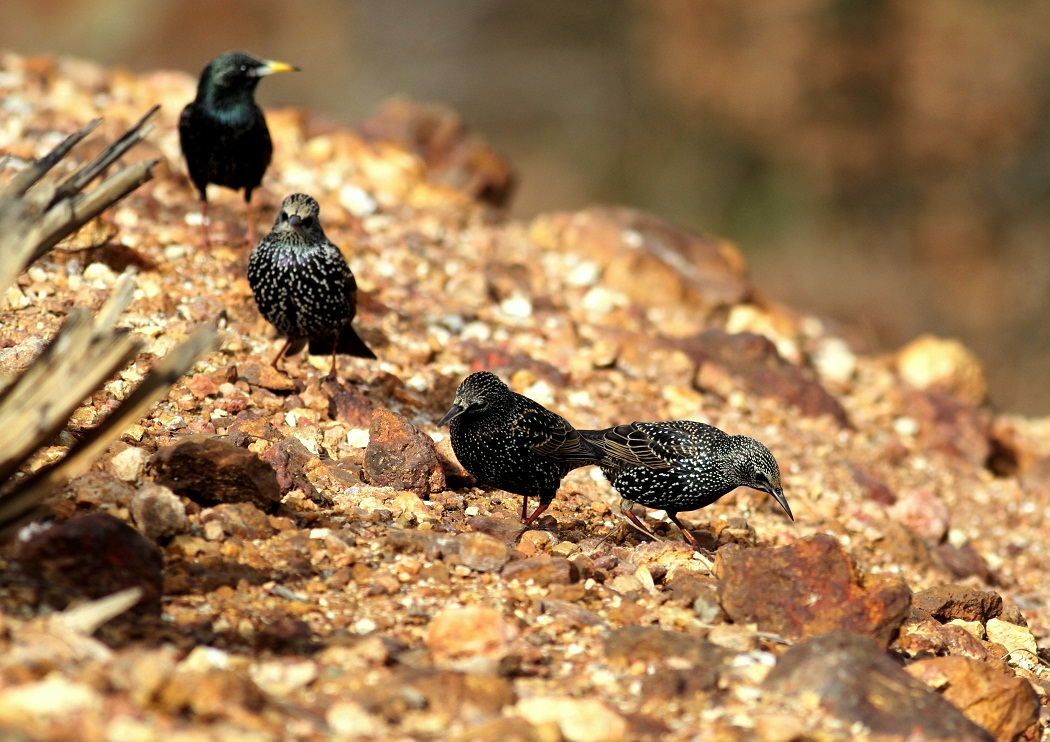 Common Starling