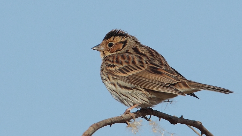 Little Bunting