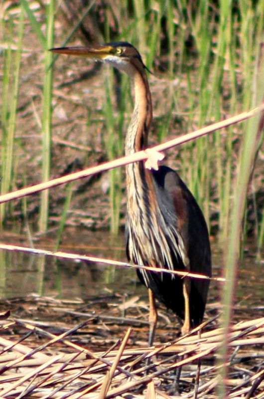 Erguvani Balıkçıl