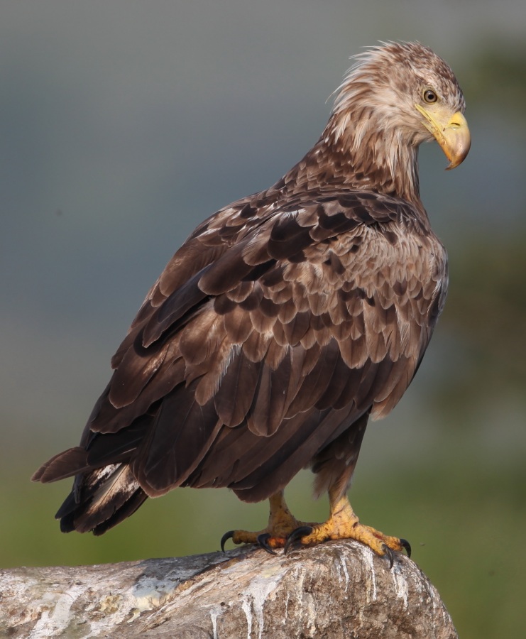 Akkuyruklu Kartal