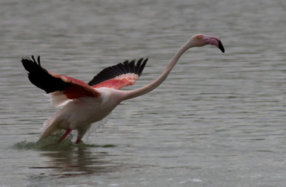 Flamingo