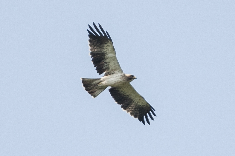 Küçük Kartal