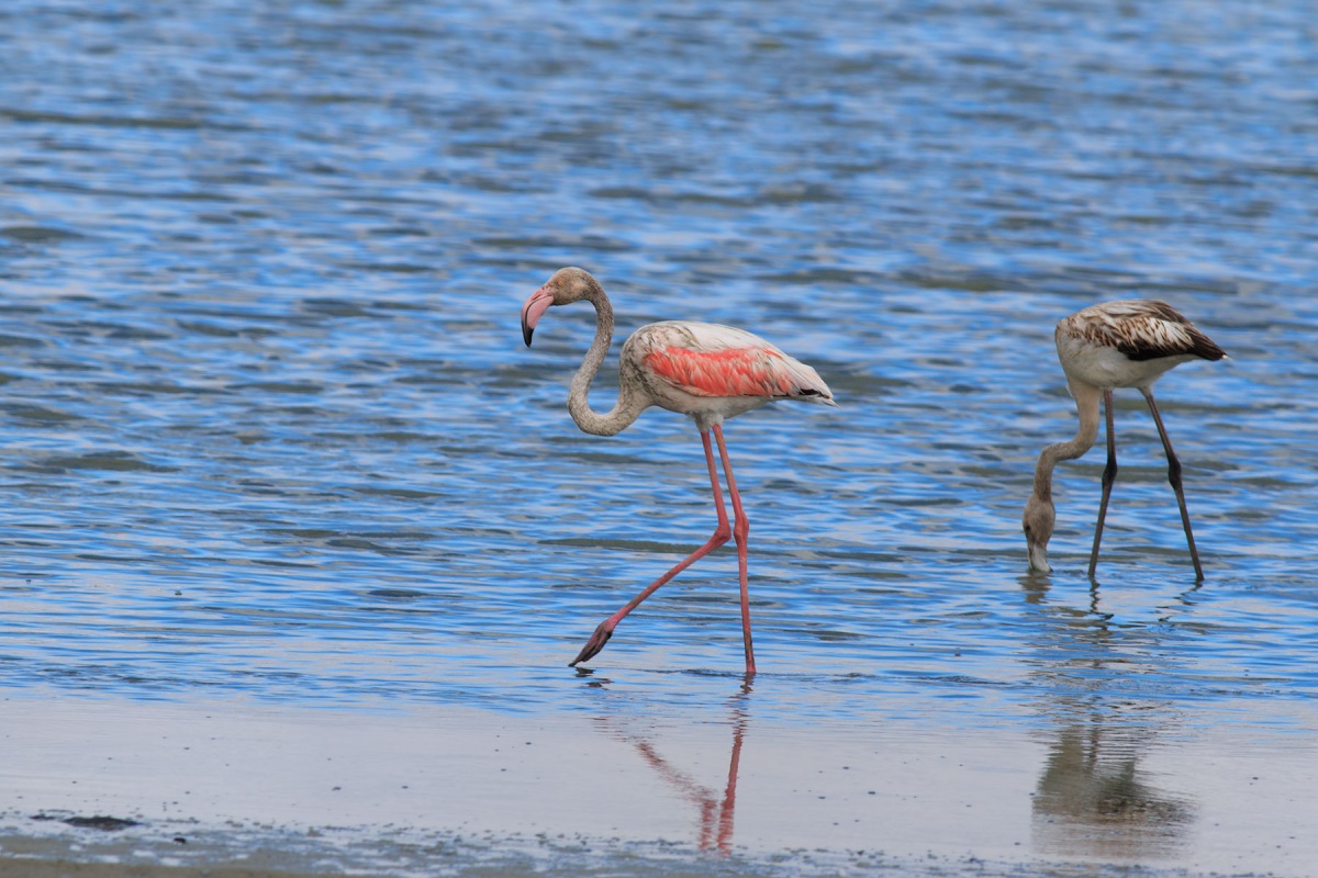 Flamingo