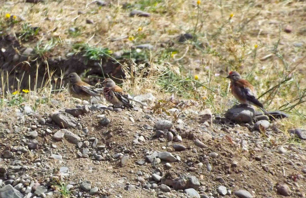 Ketenkuşu
