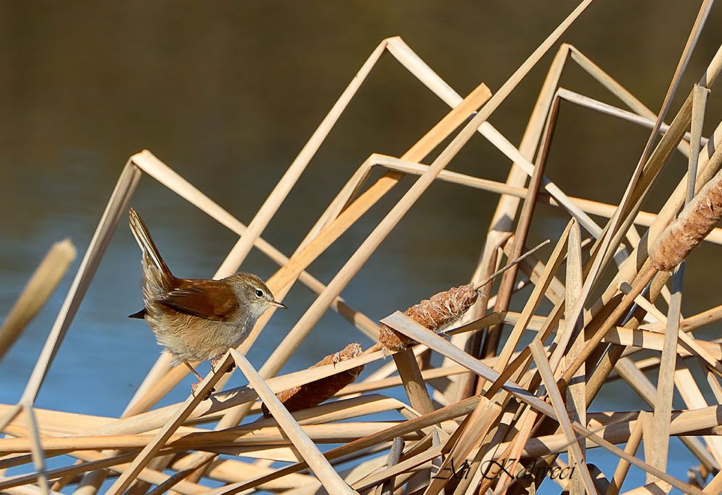 Cetti`s Warbler