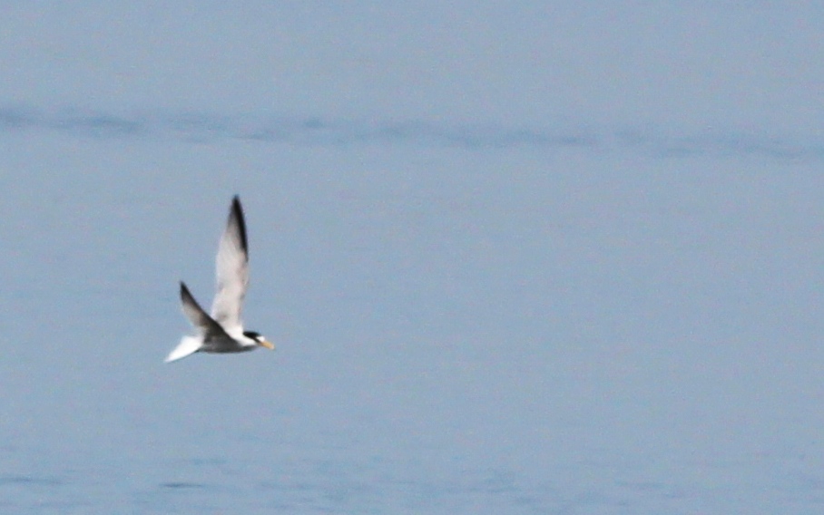 Küçük Sumru