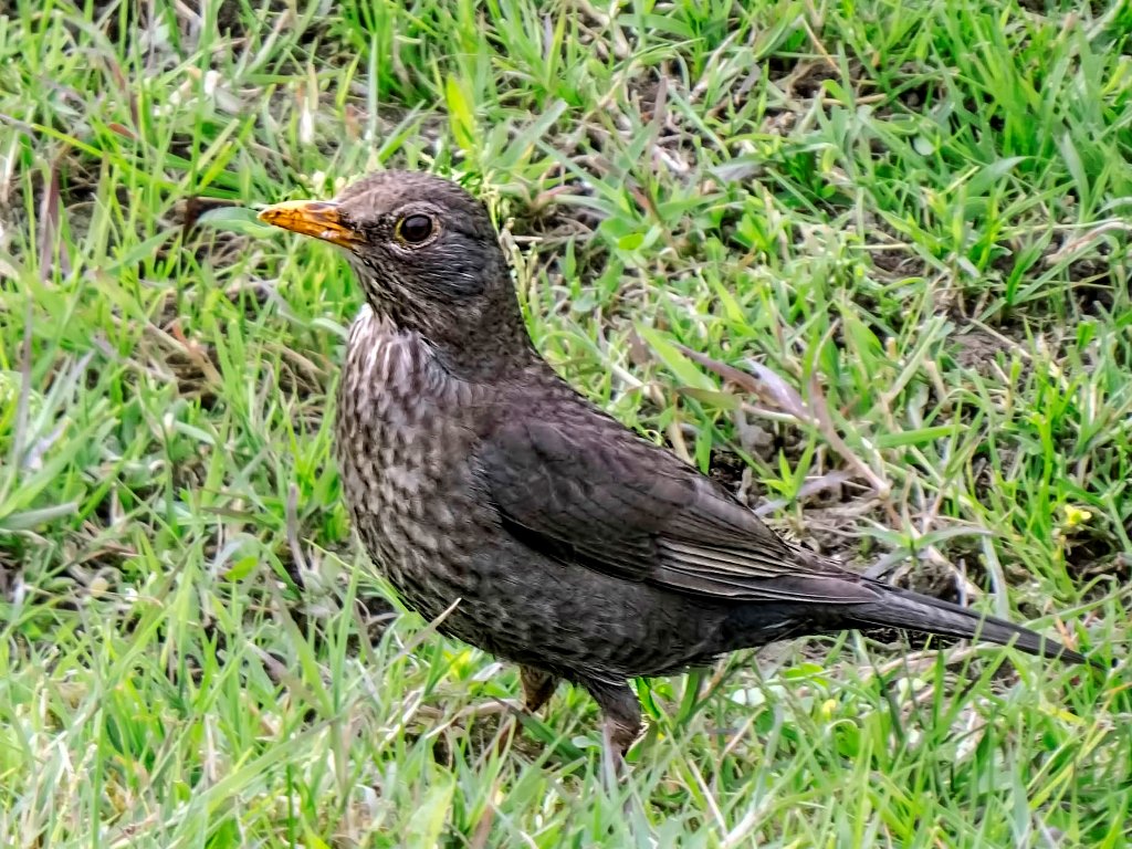 Karatavuk