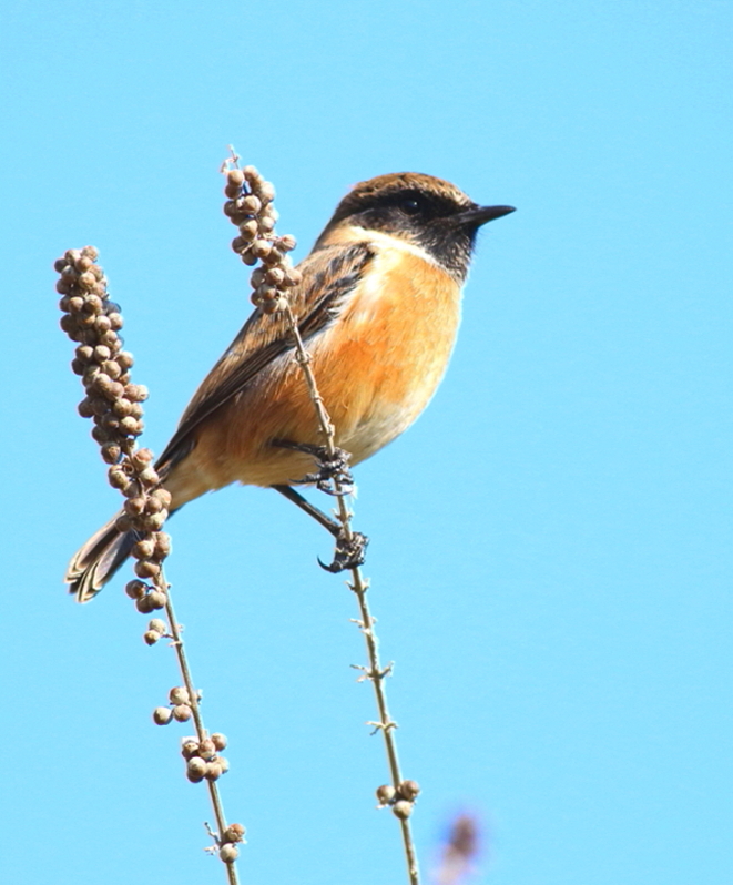 European Stonechat