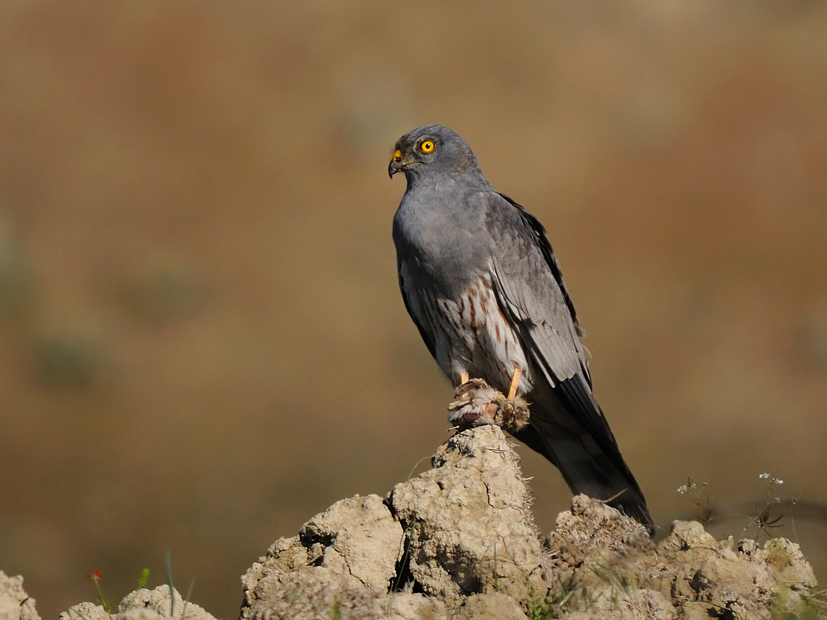 Çayır Delicesi