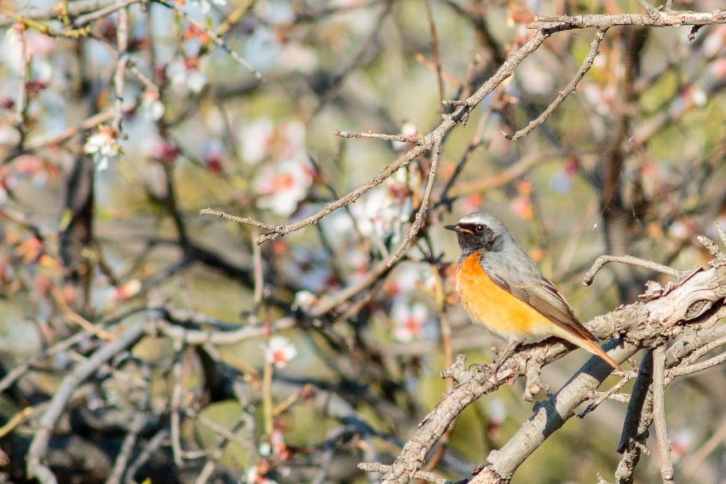 Common Redstart