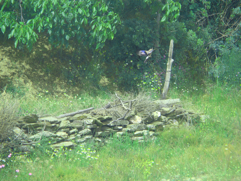Alakarga
