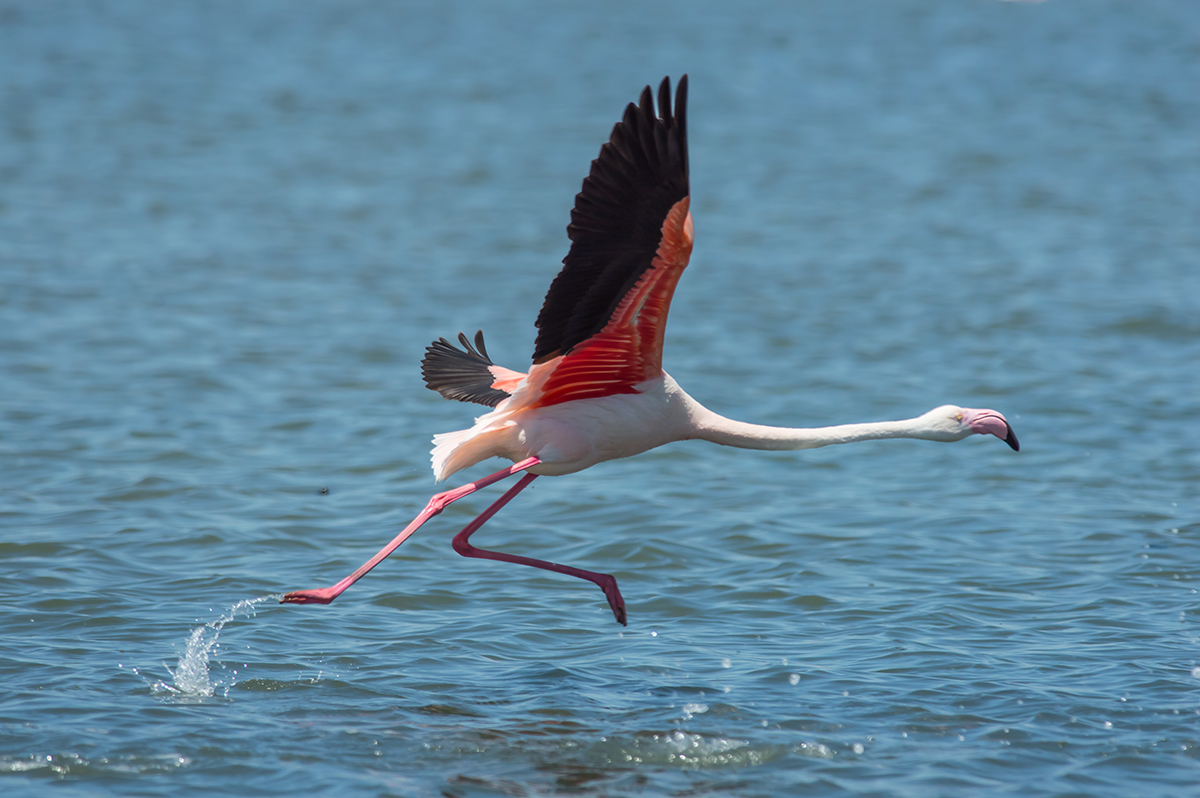 Flamingo