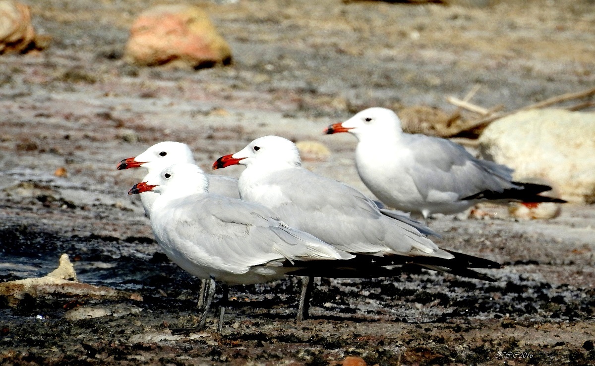 Ada Martısı